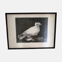 Litografìa, prueba de artista "paloma" Pablo Picasso sin fecha