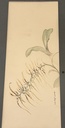 Acuarela de Orquidea Aaña